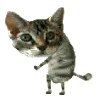 cat.gif